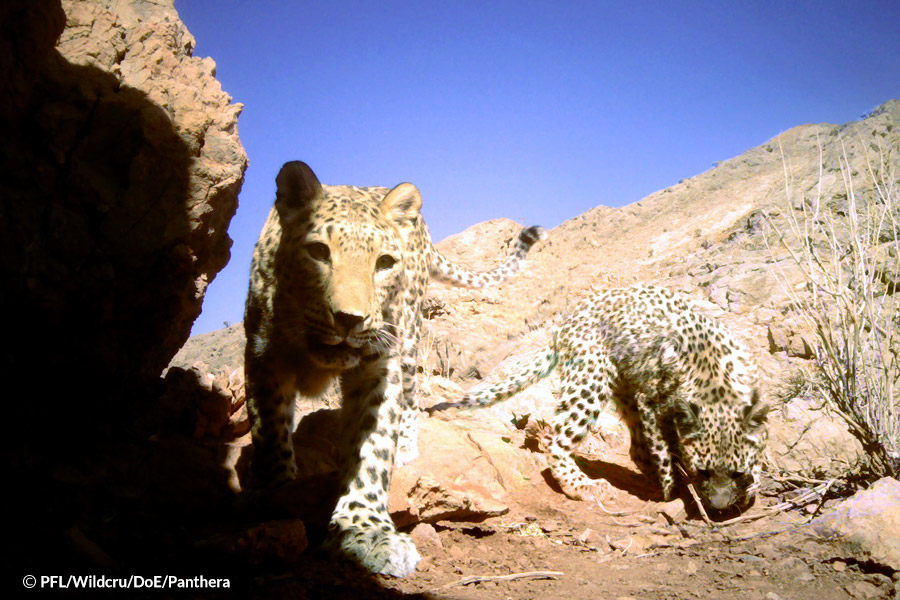 Persian Leopard and cub