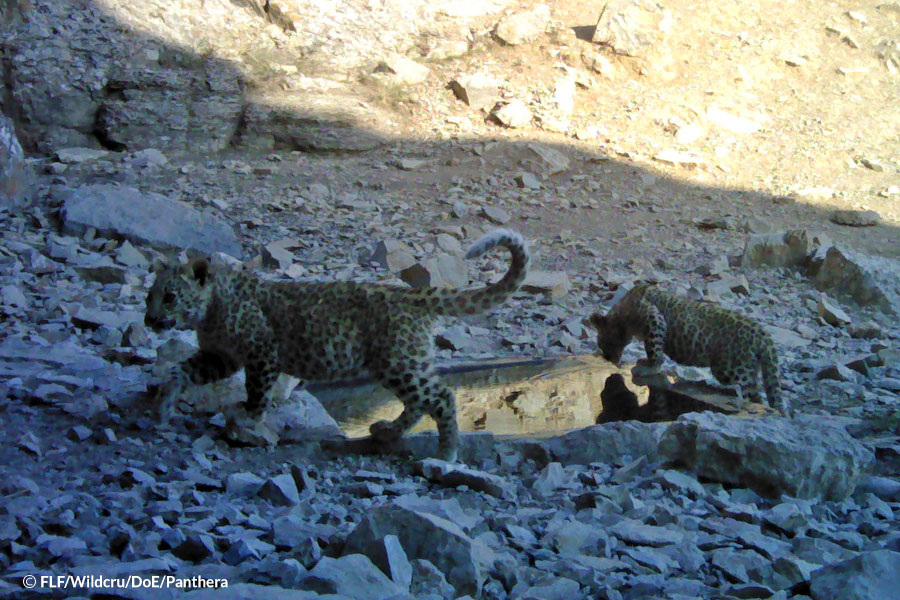 Water 4 Persian Leopards