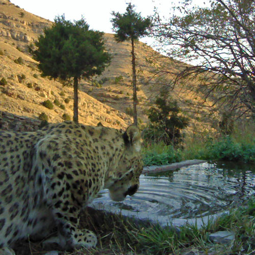 Persian-leopard-tandoureh