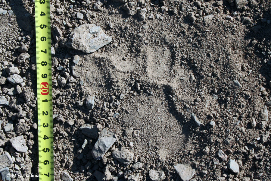 Footprint Leopard