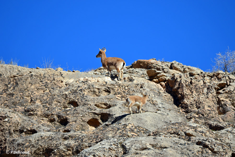 Persian Ibex