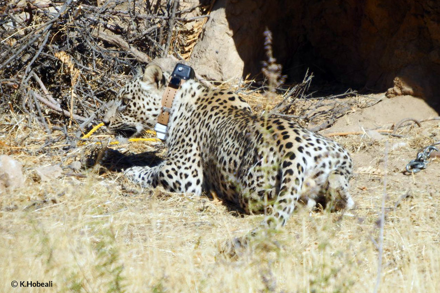 Persian Leopard