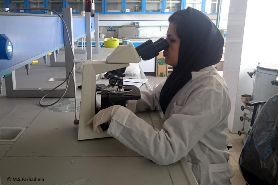 During 2014, few hundreds of fecal samples were collected to understand dietary pattern of the leopards across three national parks in Northeastern Iran, Tandoureh, Sarigol, and Salouk. Elmira Sharbafi, a recent Master’s degree graduate in Biodiversity Management, who finished her thesis on leopard food habits in Iran using fecal analysis, joined the Project to share her expertise for illuminating dietary characteristics of the leopards in northeastern Iran. In addition, Iran Department of Environment lab has been extremely helpful to host the word and data collected. Thus far, more than 300 fecal samples have been analyzed. Such findings are essential ecological aspects of our Project, because they shed light on importance of different prey species across three National Parks for the leopard survival. Also, the research findings enable us to explore extant and intensity of human-leopard conflict to take proper actions to halt threats.