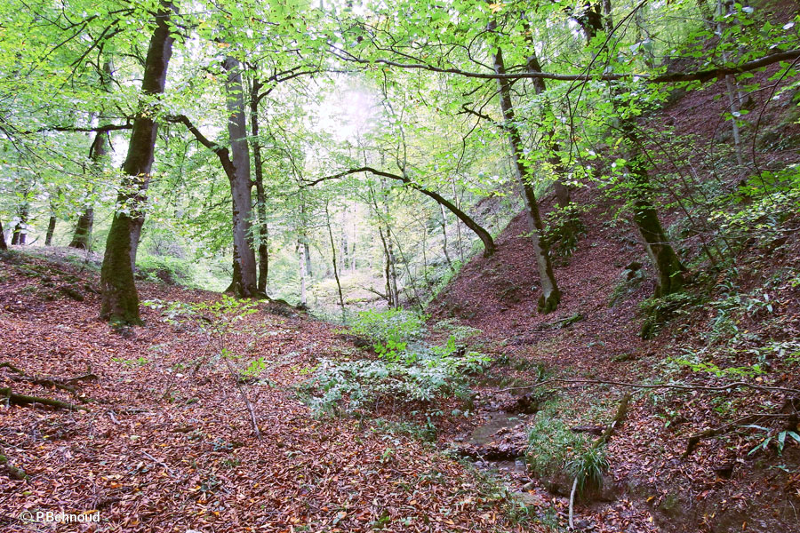 Caspian Hyrcanian mixed forests