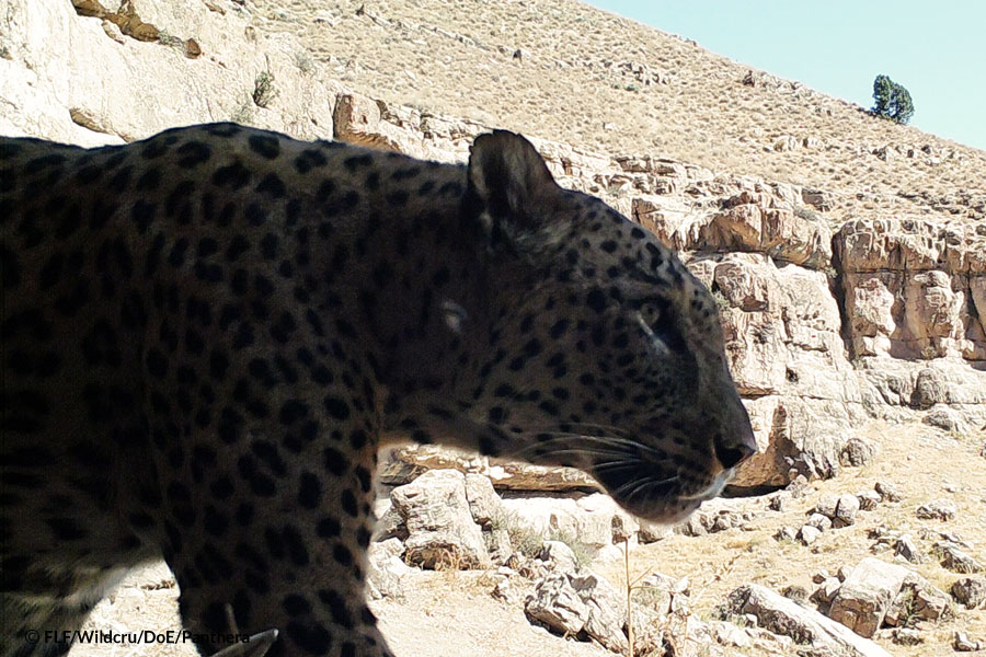 Leopard Tandoureh National Park