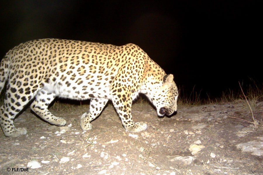 leopard-found-dead