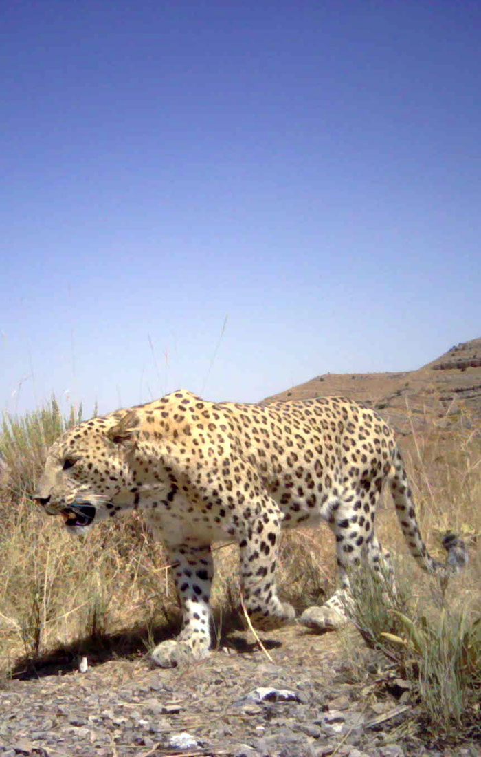 Persian Leopard Male
