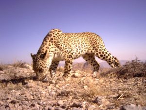 Persian Leopard