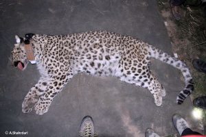 Persian Leopard