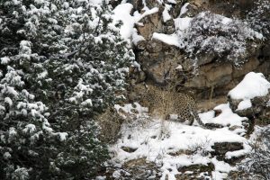 Persian Leopard