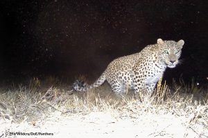 Persian Leopard Sarigol National Park