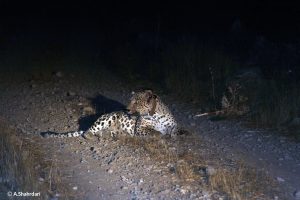 Leopard Collar