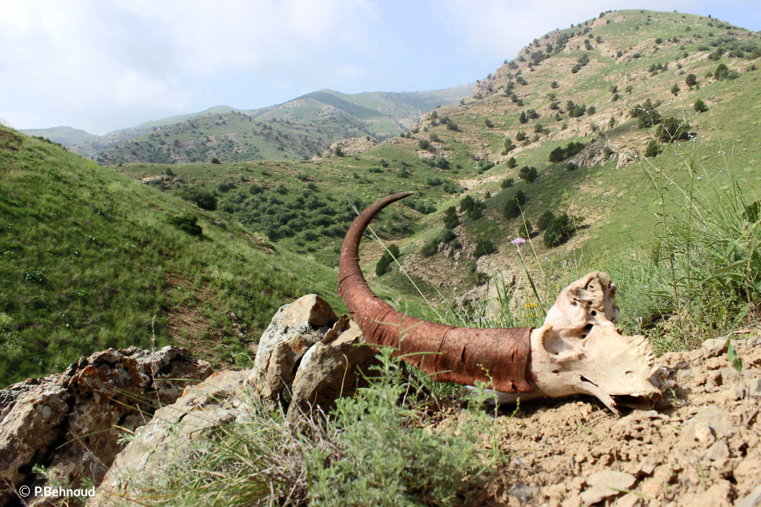Persian Ibex