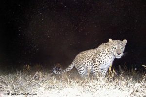 Persian Leopard Sarigol