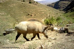 Wild pig