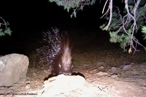 porcupine northeast Iran