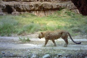 Big Persian Leopard