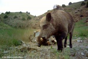 Wild-Boar