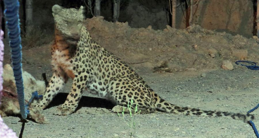 Conflict Leopard