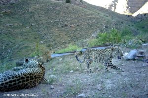 Cubs Leopard