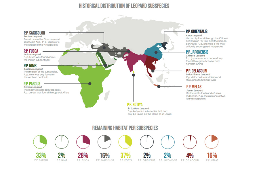 Global status of leopard Future4Leopards Foundation