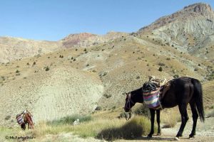 Horse in Tandoureh