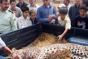 Leopard Dead
