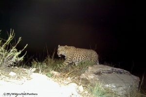 Leopard Night