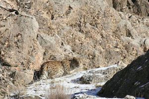 Leopard Tandoureh