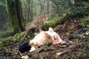 Leopards vs. cattle ranchers