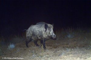 Wild Boar