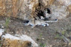 Tandoureh Leopard