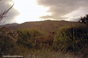 Tandoureh Leopard
