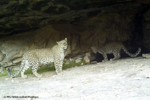 Tandoureh Leopards