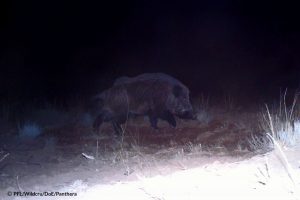 Male Boar