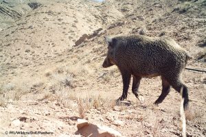 Wild Boar