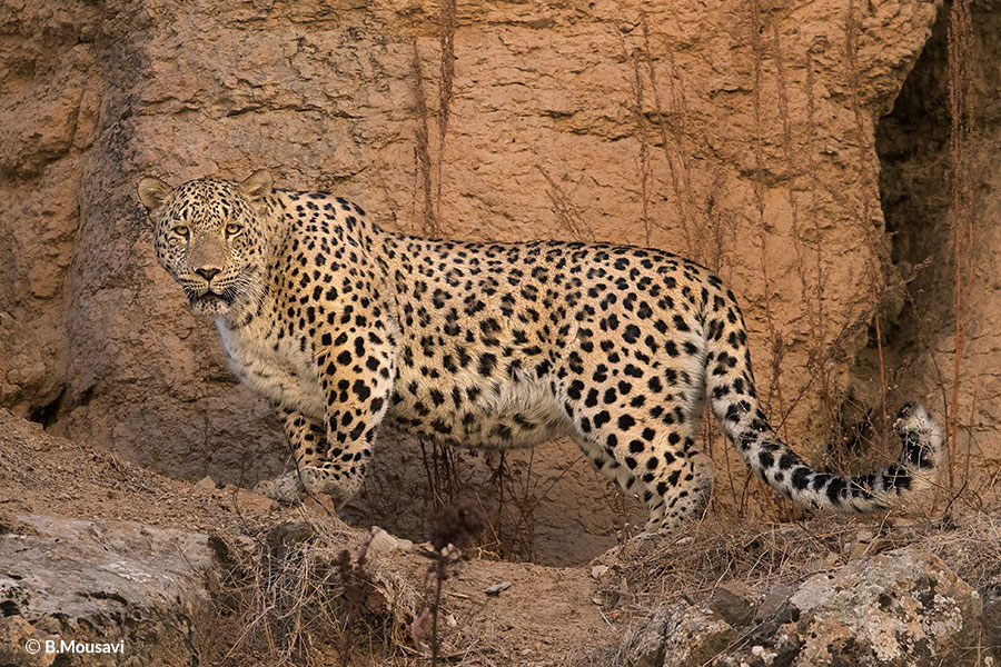 Persian Leopard Borna