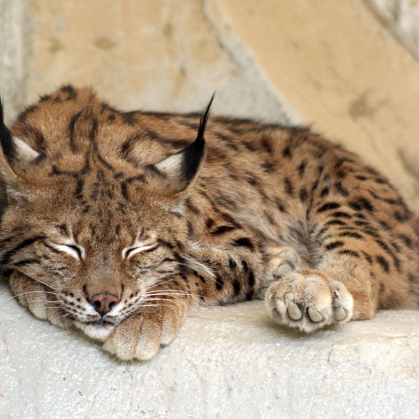 Eurasian lynx