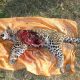Famale Leopard Dead