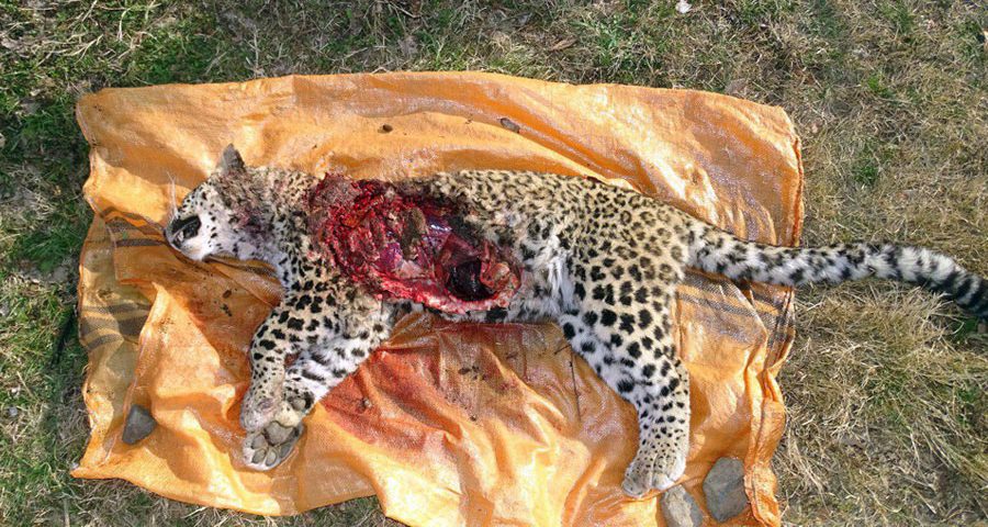 Famale Leopard Dead