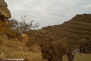 Leopards