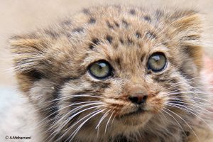 pallas's cat