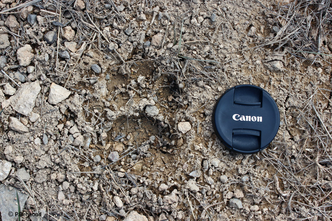 leopard Footprint