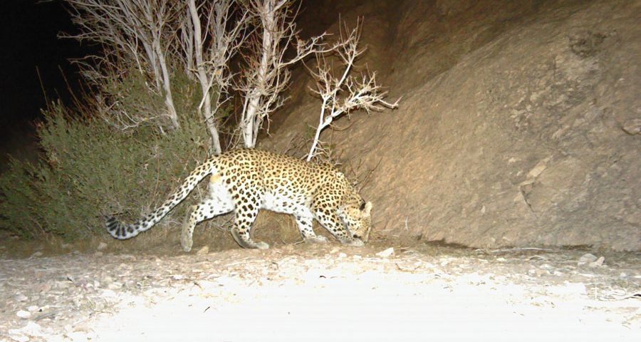 leopards in a dryland