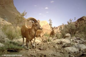 Kerman Sheep & Bezoar ibex