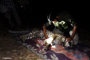 Leopards along borders