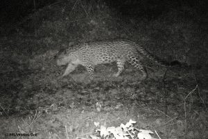 Unexpected leopard images