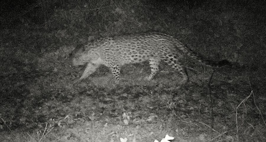 Unexpected leopard images