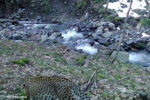 Unexpected leopard images