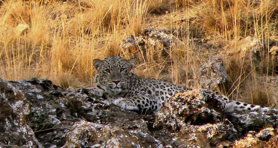Leopard predation in Golestan
